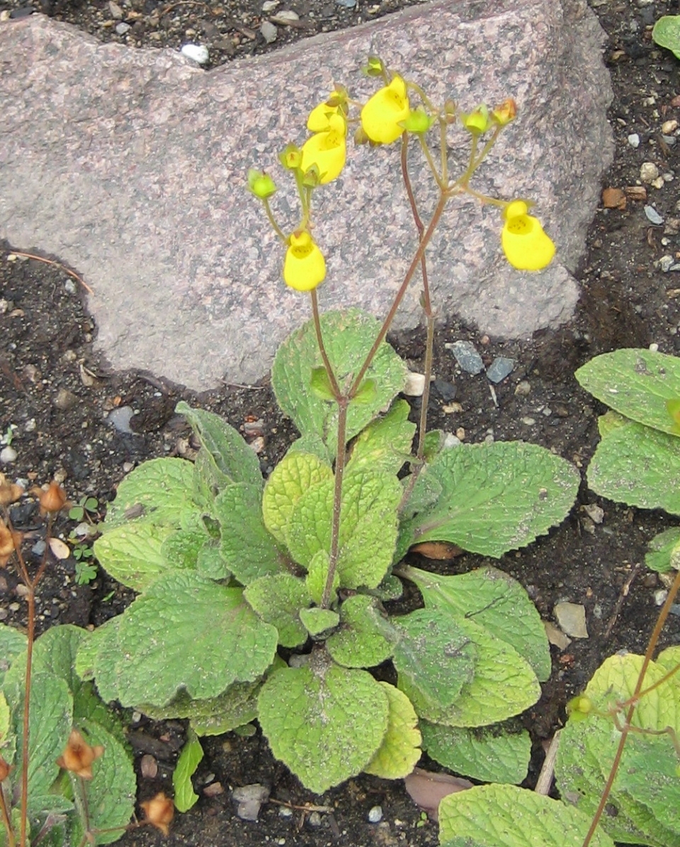 Calceolaria andina