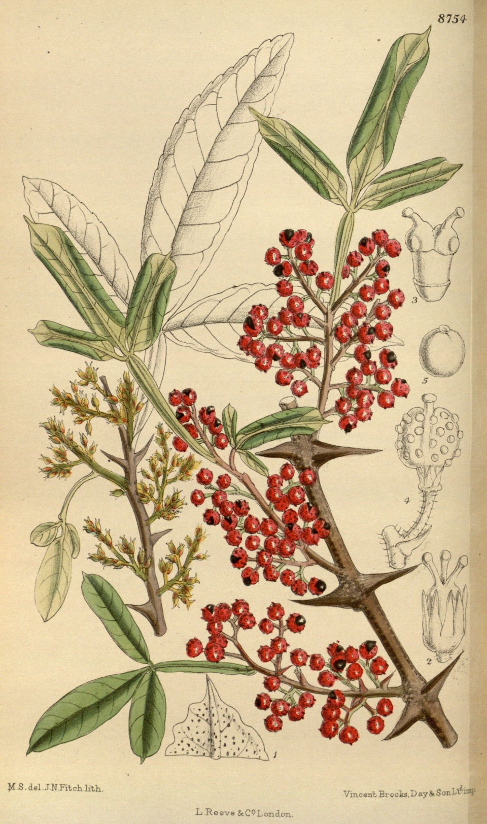 Zanthoxylum armatum