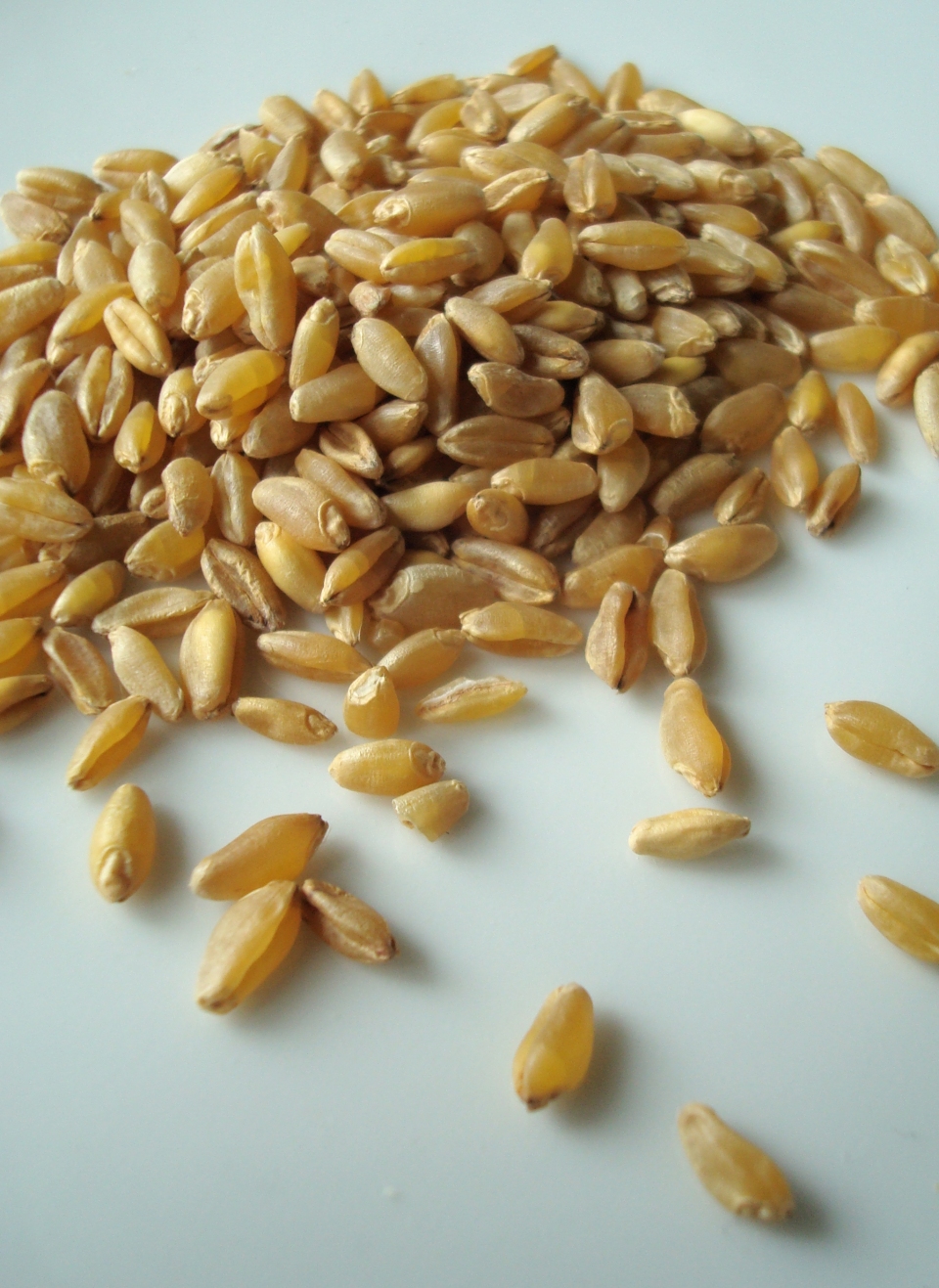 Triticum turgidum durum