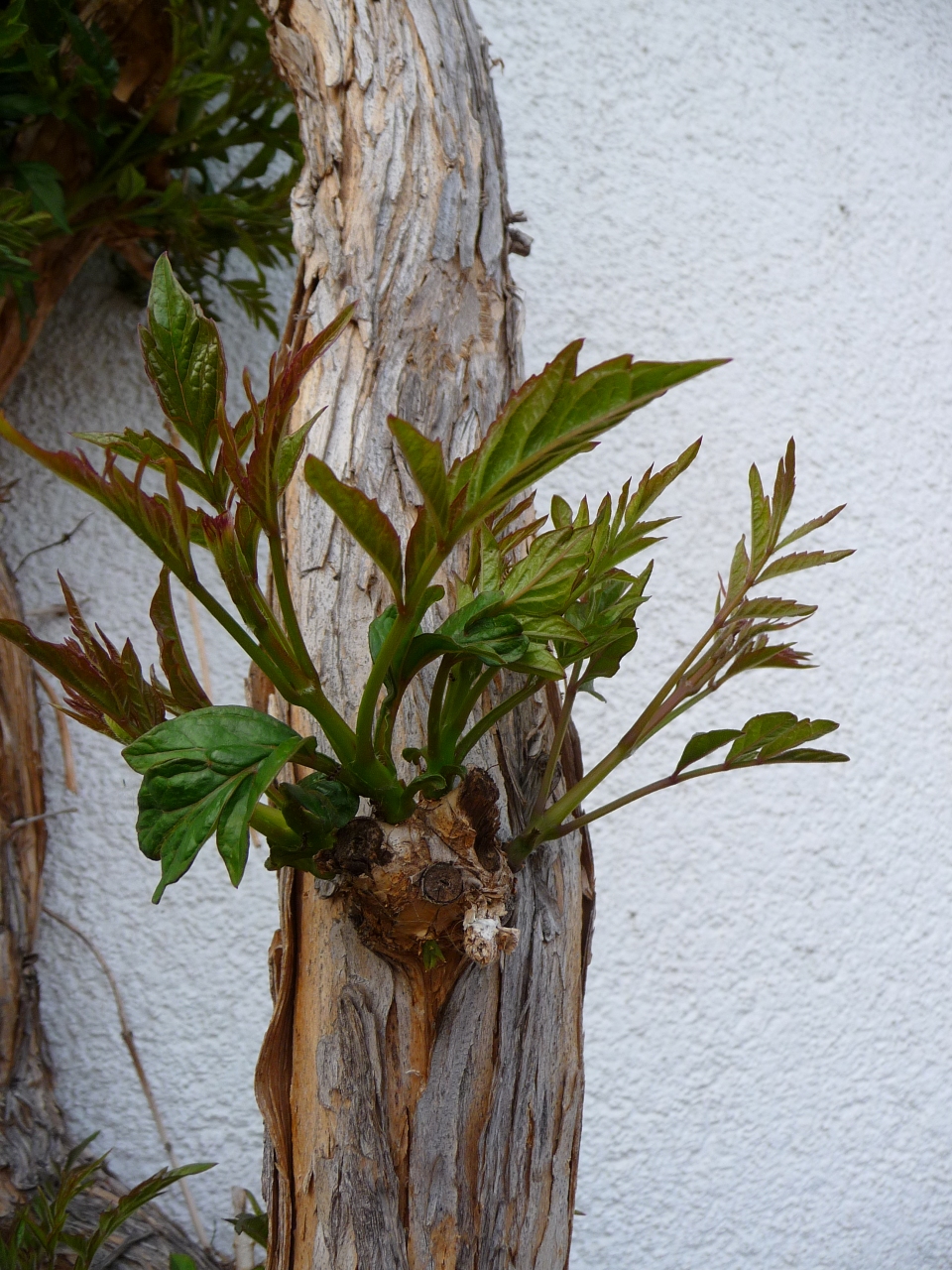 Campsis grandiflora