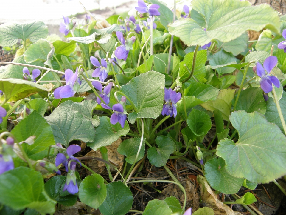 Viola odorata