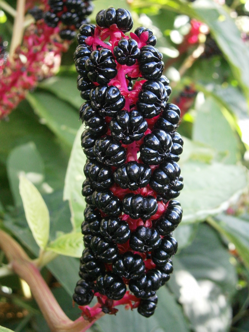 Phytolacca acinosa