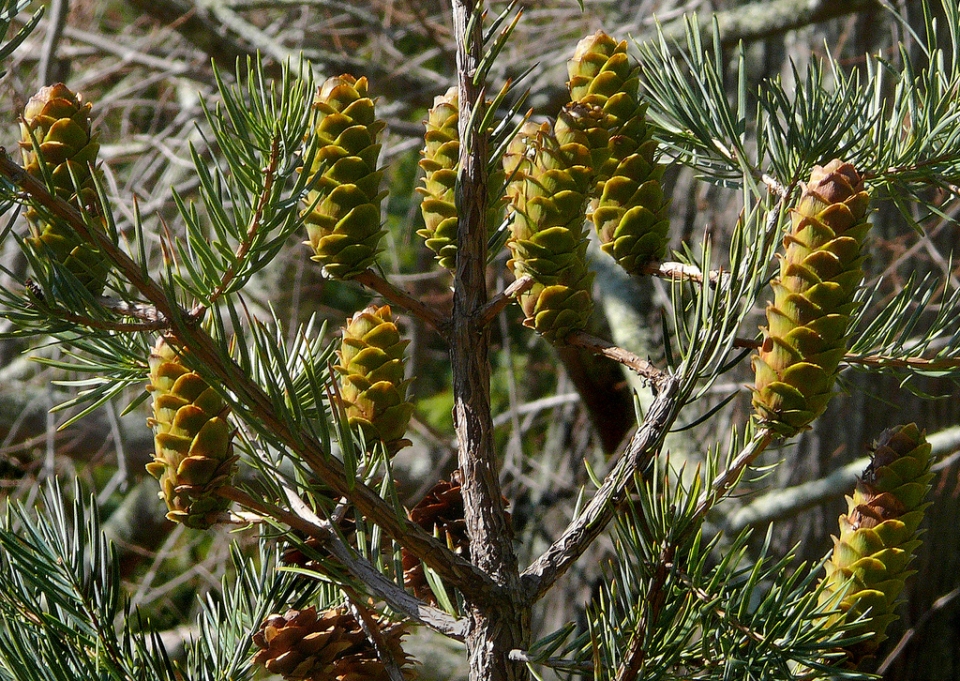 Keteleeria evelyniana