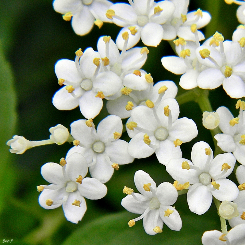 Sambucus canadensis