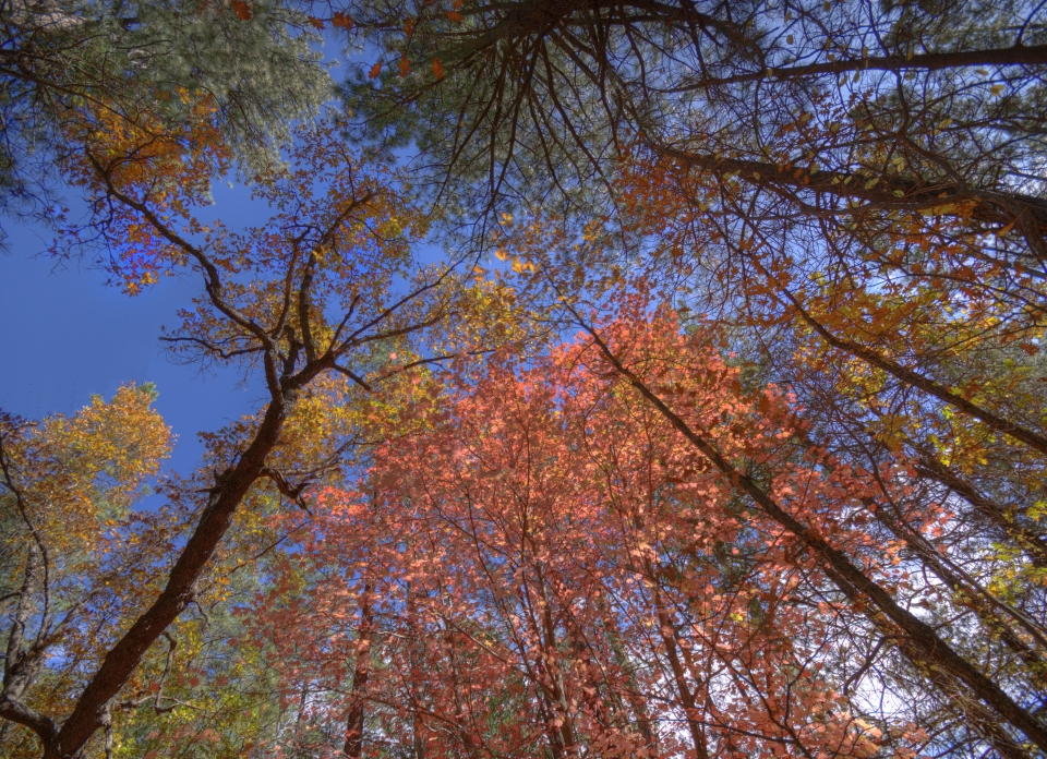 Acer saccharum grandidentatum