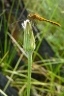 Agoseris aurantiaca