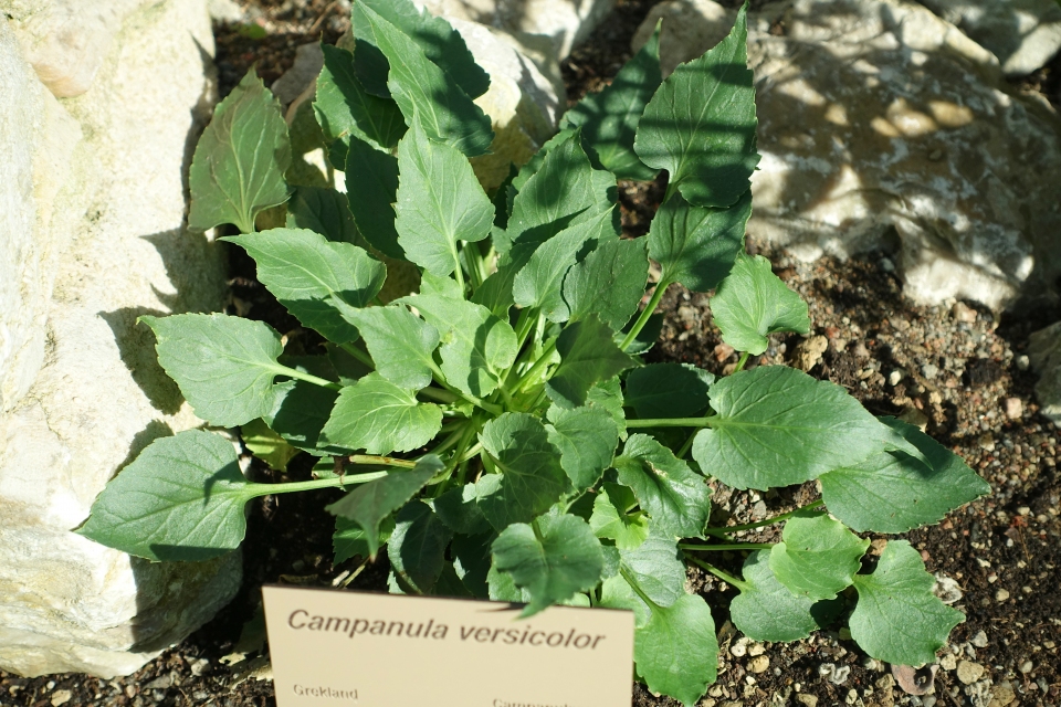 Campanula versicolor