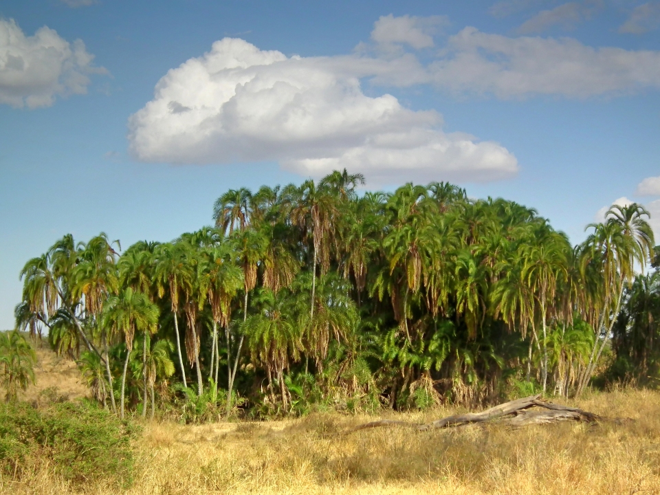 Phoenix reclinata