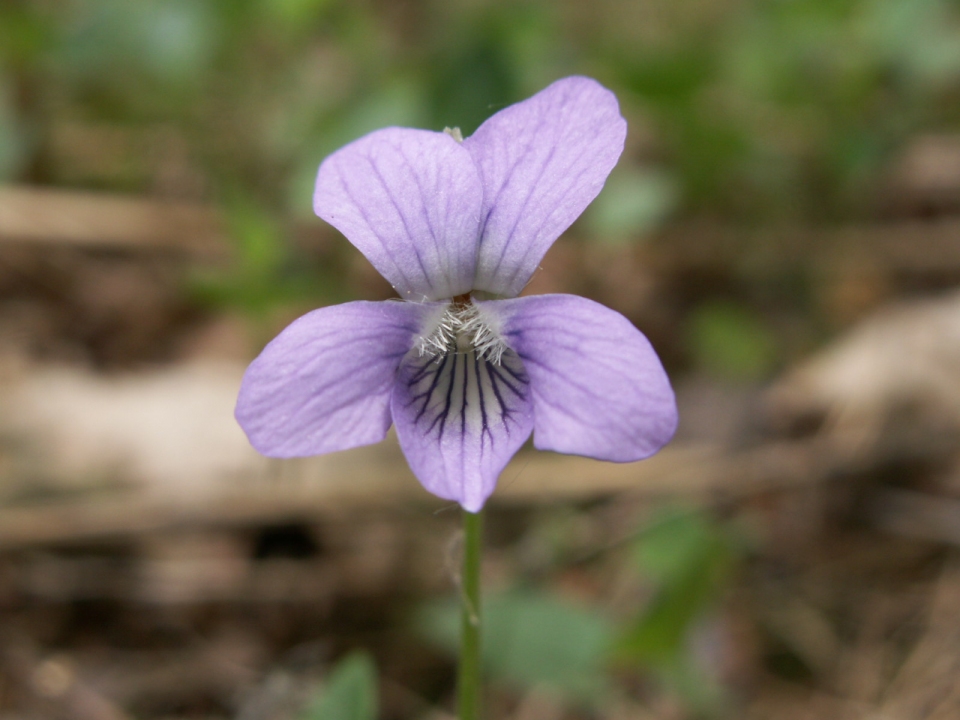 Viola canina