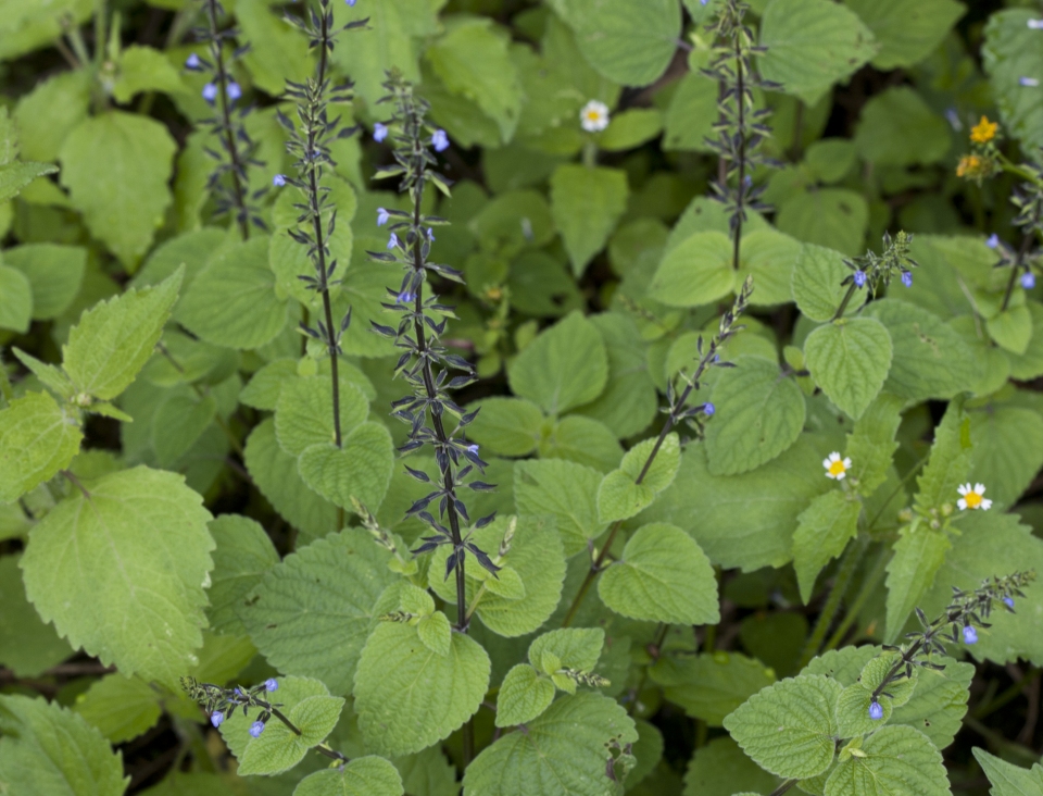 Salvia tiliifolia