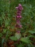 Ajuga reptans