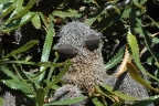 Banksia aemula