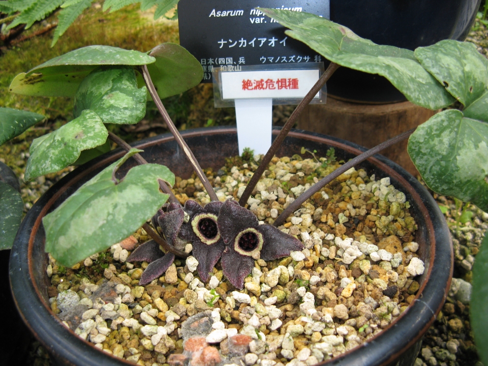 Asarum nipponicum