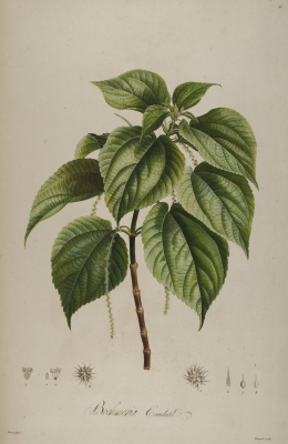 Boehmeria virgata macrophylla