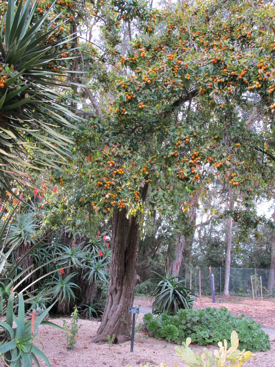 Crataegus mexicana