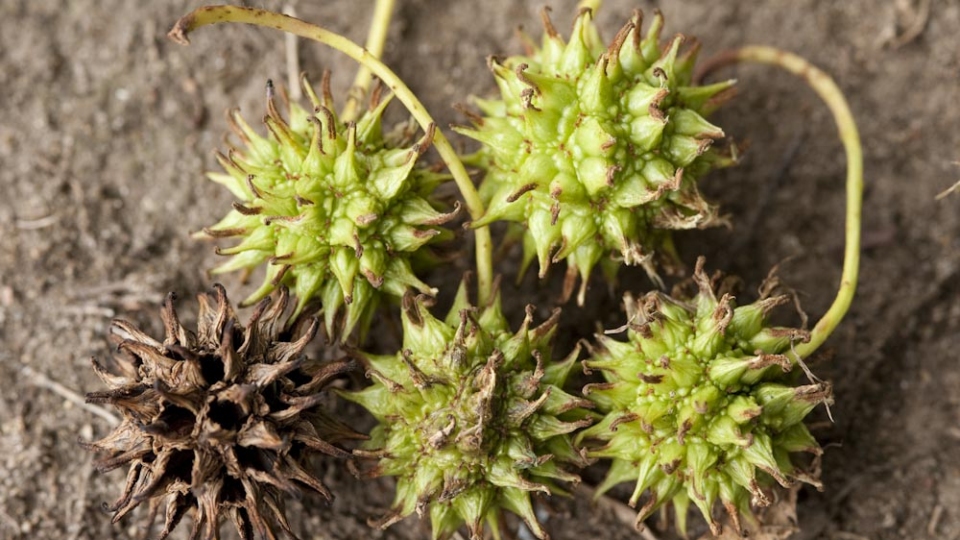 Liquidambar styraciflua