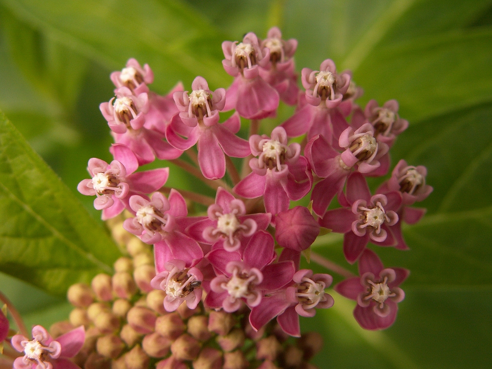 Asclepias incarnata