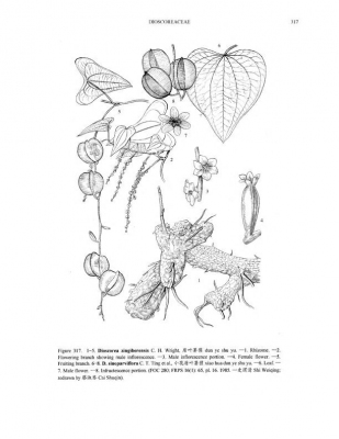 Dioscorea zingiberensis