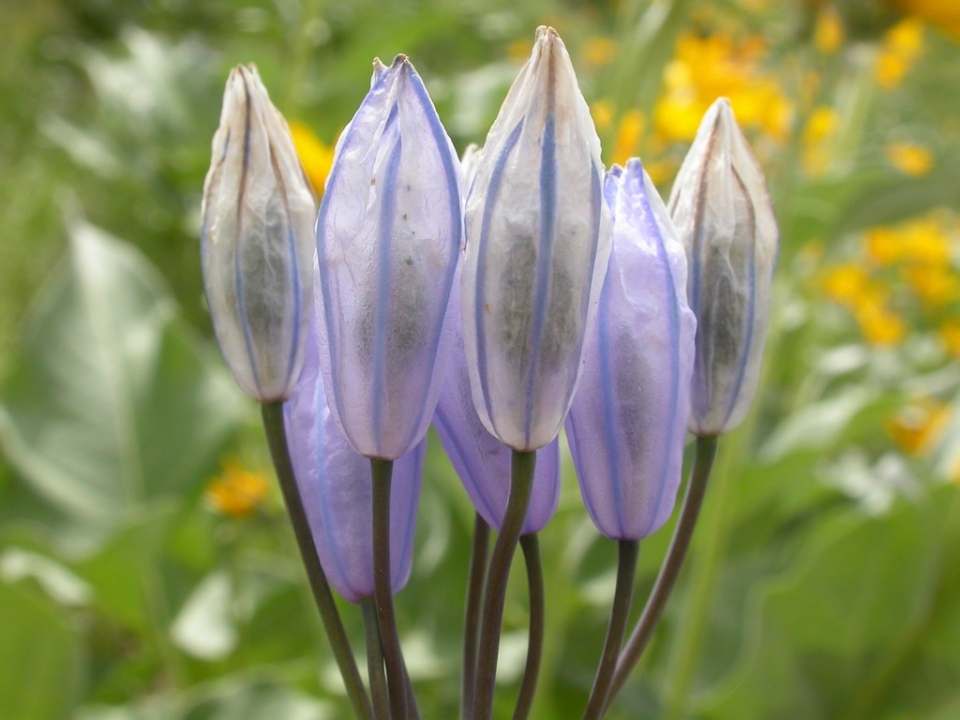 Triteleia grandiflora