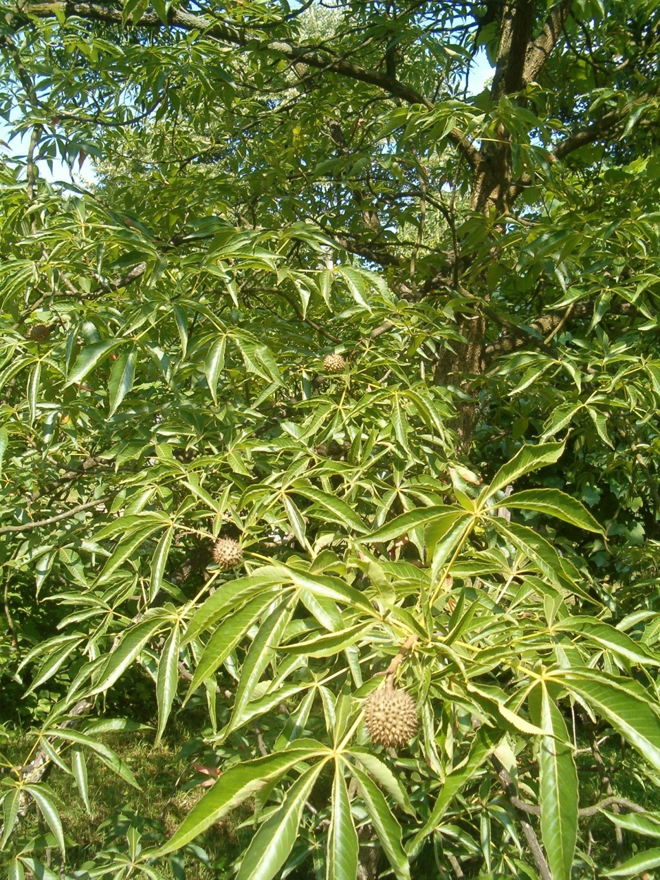 Aesculus glabra