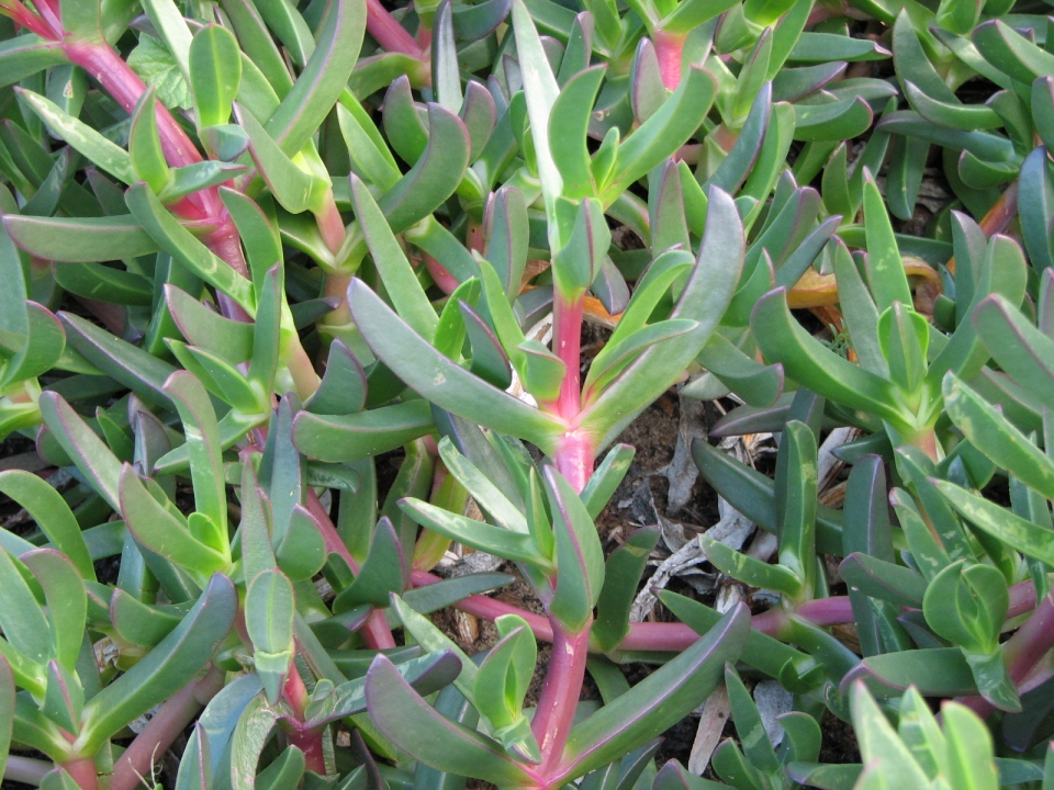 Carpobrotus glaucescens