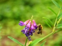 Vicia amoena