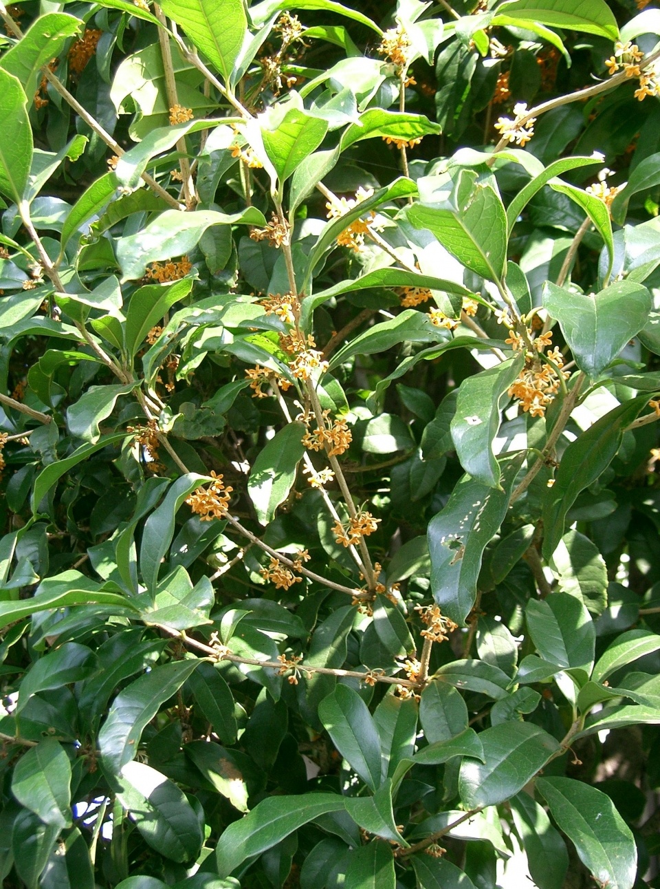 Osmanthus fragrans