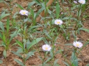 Aster koraiensis