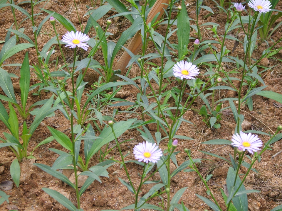 Aster koraiensis