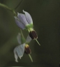 Solanum lyratum