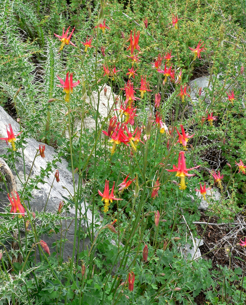 Aquilegia shockleyi