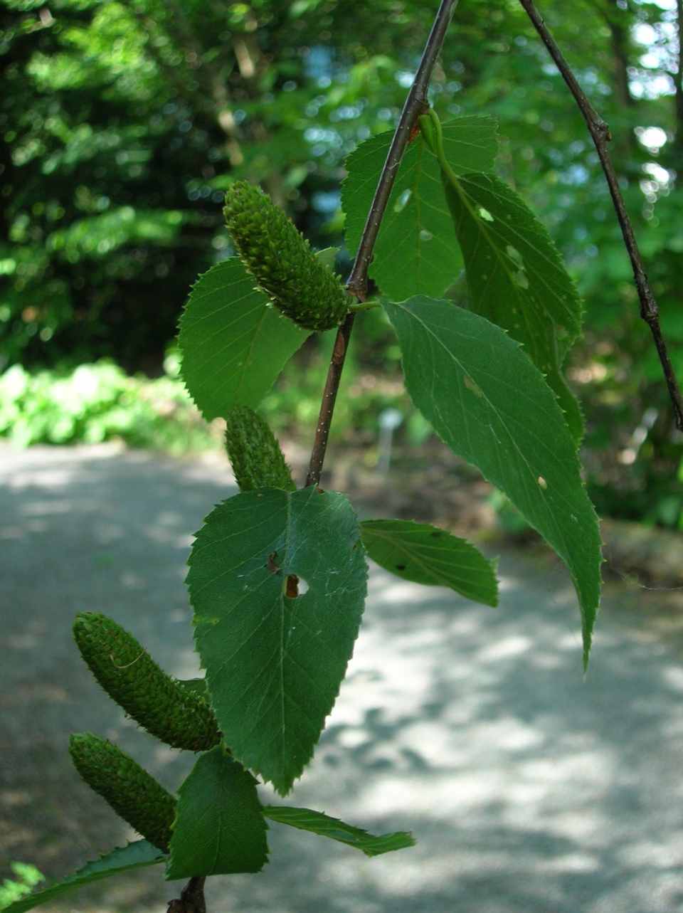 Betula lenta