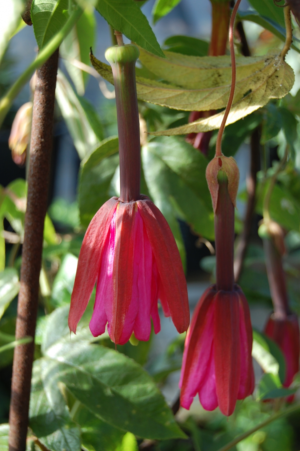 Passiflora x exoniensis