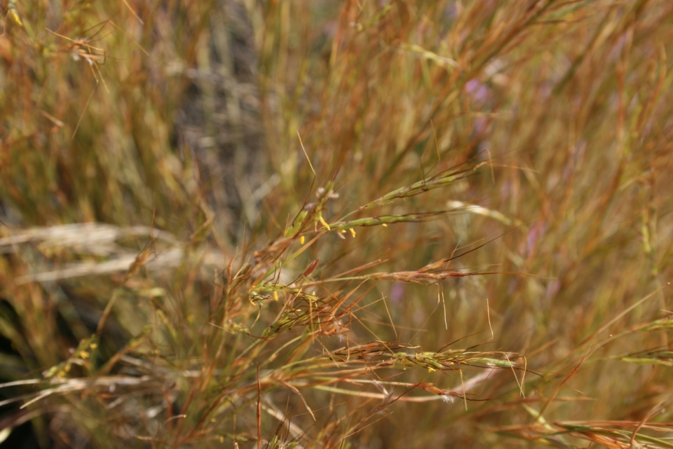 Aegilops speltoides