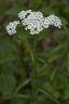 Achillea alpina