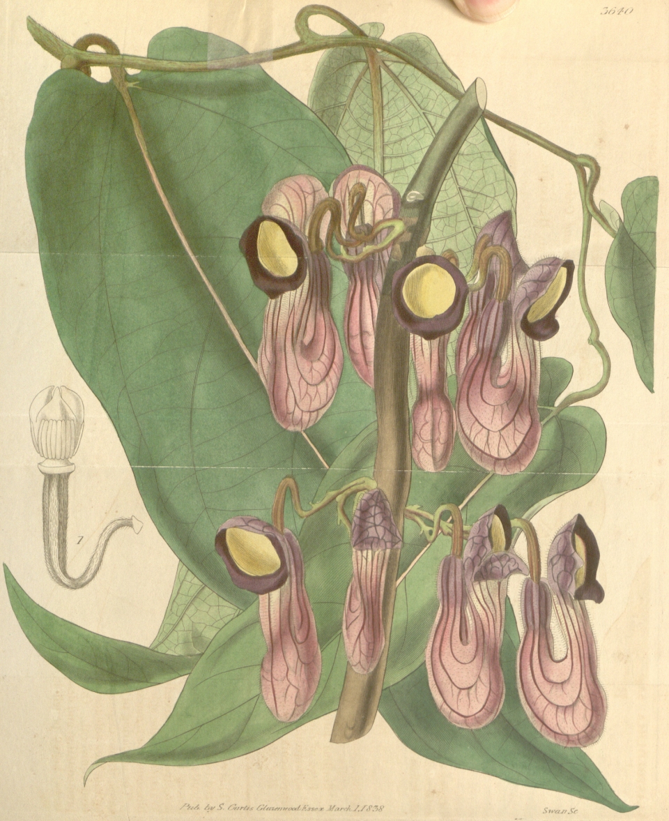 Aristolochia saccata