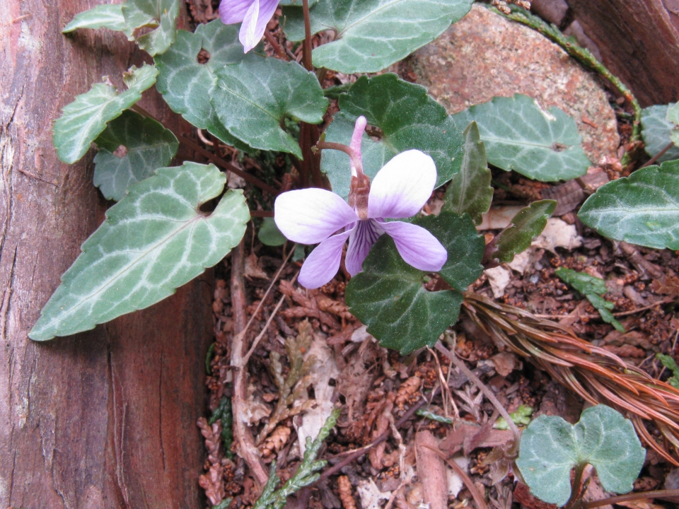 Viola violacea