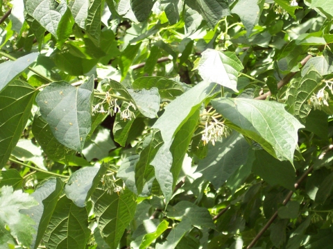 Alangium platanifolium