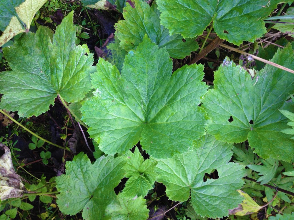 Anemone vitifolia