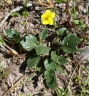 Viola pedunculata