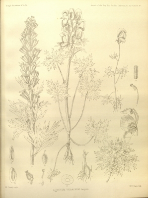 Aconitum violaceum