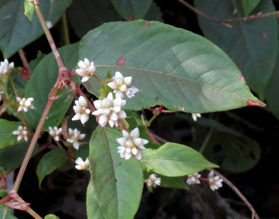 Persicaria chinensis