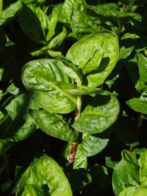 Persicaria tinctoria