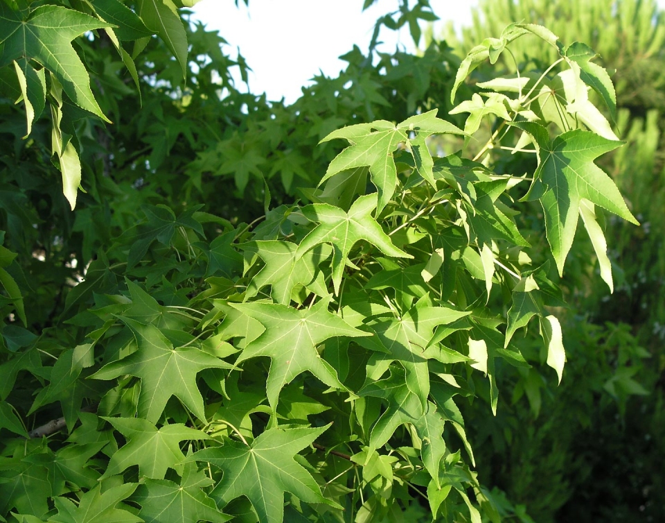 Liquidambar styraciflua