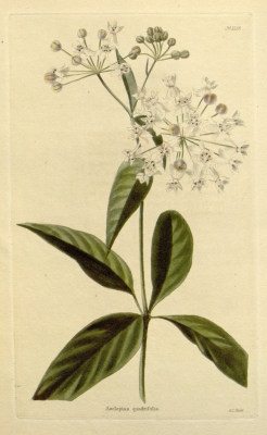 Asclepias quadrifolia