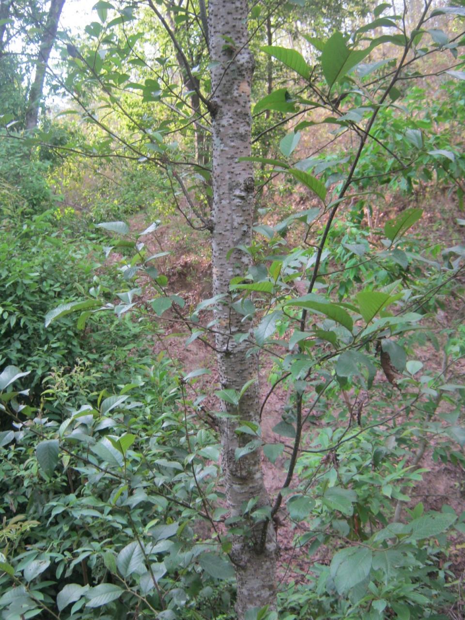 Alnus nepalensis