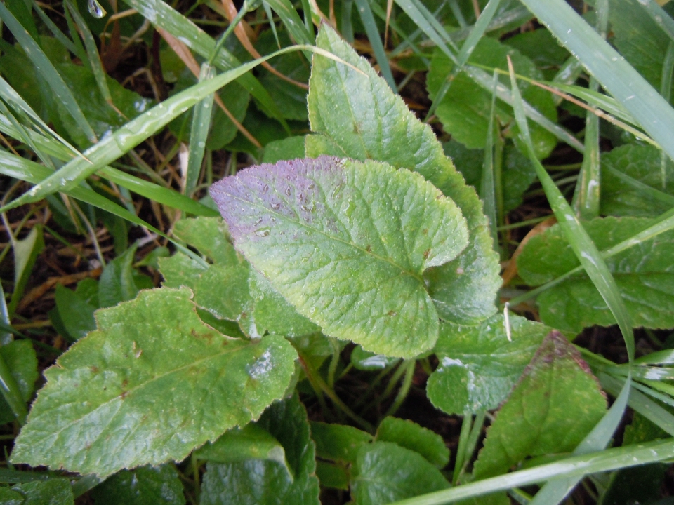 Campanula rapunculoides