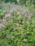 Astilbe rubra