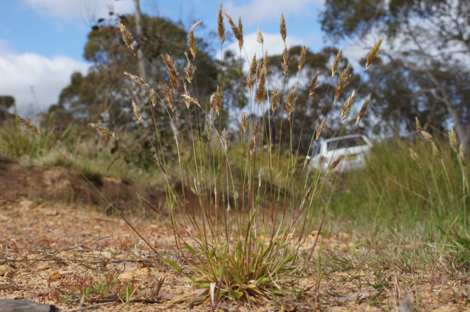 Anthoxanthum odoratum