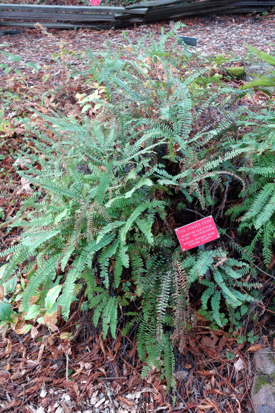 Adiantum aleuticum